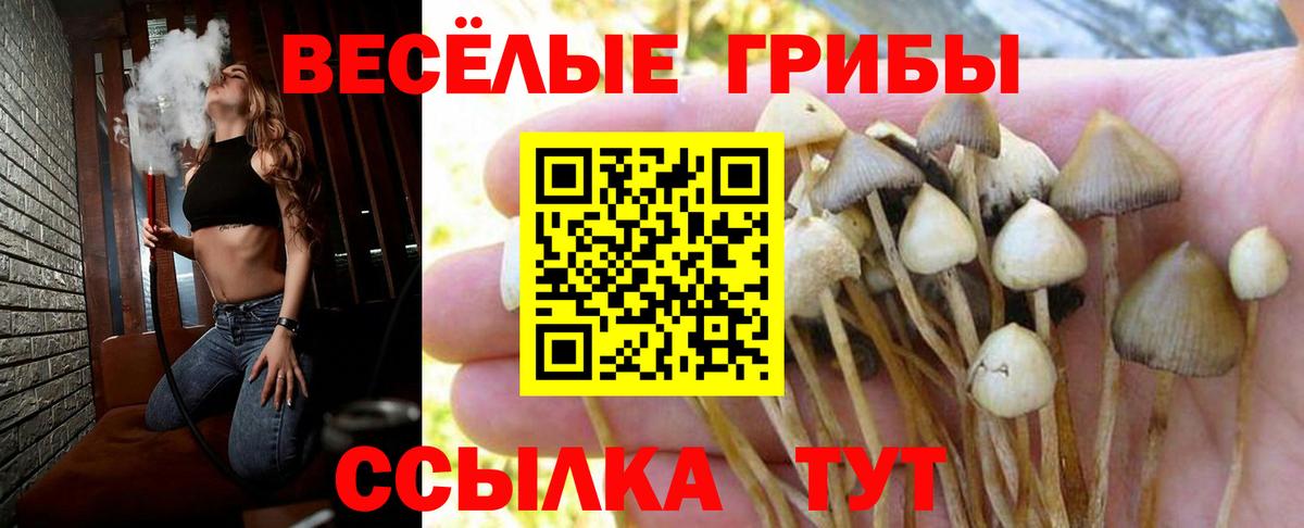 Галлюциногенные грибы MAGIC MUSHROOMS  Вход с VPN  Псилоцибиновые грибы прущие грибы  Сосновый Бор 